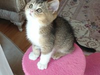 İKİ ERKEK KARDEŞ BİLEK GOLDEN 65 GÜNLÜK KEDİMİZ
