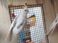 4 aylık civarı sultan papağanları