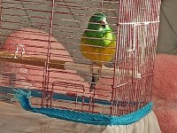 Şarkıcı Paraket Papağanı (Noephema Pulchella)
