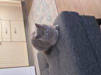 British shorthair sağlıklı