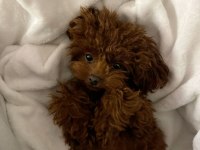 TOY POODLE BEBEK KÖPEKLER
