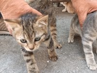 3 TEKİR YAVRU