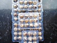 KULUÇKALIK YUMURTA