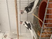 BEBEK YENİ DÜŞMÜŞ SULTAN PAPAĞANLARI
