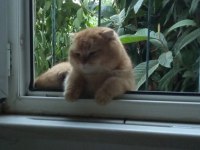 Scottish fold 1.3 yaşında