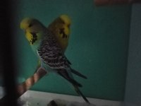 Muhteşem şov jumbo lar yeni çift