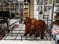 Toy Poodle kırmızı bebekler