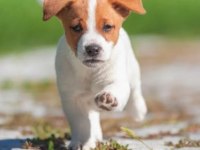 Kısa Bacak Jack Russell Yavruları
