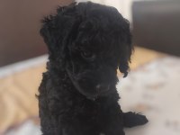 Toy Poodle Siyah