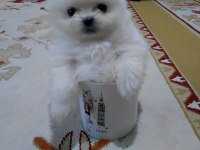 Pomeranian minik surat