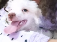 Beyaz maltipoo köpeği