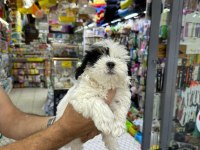 ORİJİNAL MALTESE TERRİER BEBEKLERİMİZ