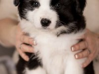 A kalite border collie yavrular