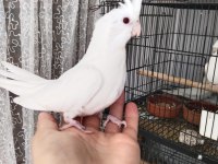 İster Tek İster Toplu Albino Sultan Papağanı