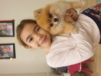 Pomeranian boo ile spitz kırma yavrular 2,5 aylık