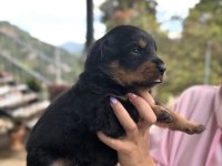 Rottweiler Saf Irk Harika Bebek
