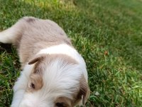 Ev üretimi border collie yavruları