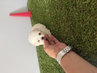 Bichon Frise Teacup