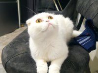 Scottish Fold 2 Yaşında Dişi