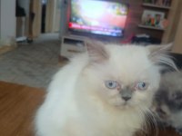 İRAN ANNE VE 3 YAVRU İRAN KEDİSİ