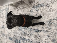 Pug kızımız dora