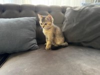Yavru kedi