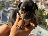 Egzotik Fransız bulldog yavrularımız