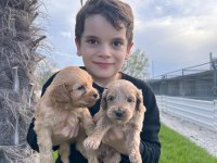 Toy poodle yavrular