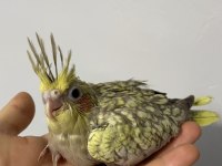 Çok güzel bebek sultan papağanlar
