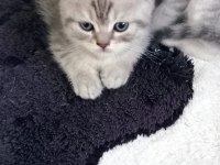 2 adet british shorthair silver grey yavru 45 günlük