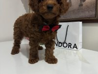 POODLE yavrum