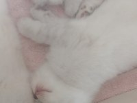 Scottish fold dişi ve erkek yavrular