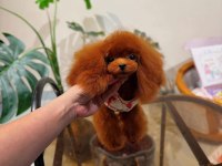 BU POODLE ANNENİN YAVRULARINDAN İSTEYEN YAZSIN