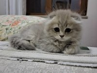 Scottish Fold Yavrularımız Yeni Yuvalarına Gitmeye Hazır
