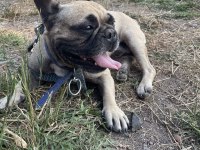 Acil yerim olmadığı için french bulldog