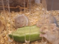 ELE ALIŞIK, SAĞLIKLI GONZALES HAMSTER YAVRULARI