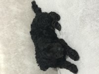 Maltipoo 2 Yaşında
