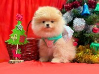 Safkan Pomeranian Boo Yavrularımız