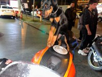 Uyguna doberman sahiplendireceğim