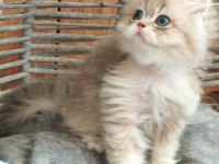 British Longhair Safkan