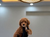 Premium Güzellik Toy Poodle