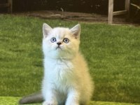 GÜZELLER GÜZELİ BRİTİSH SHORTHAİR YAVRULARIMIZ 