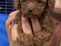 Toypoodle sevimli yavrular ruhsatlı çiftlik 
