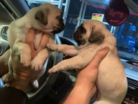 Muhteşem Pug Mops Bebekler
