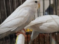 Sağlıklı muhabbet kuşları ister toplu ister tek tek