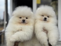 Yarışma düzeyinde teddy face pomeranian yavrularımız