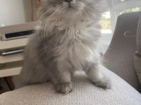 YUVA ARAYAN MİNİK PRENS KEDİMİZ