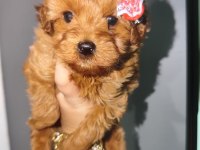 Kore Poodle kızımız