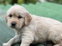 Mükemmel Kalite Golden Retriever Yavrular