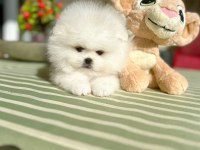 ORİJİNAL POMERANİAN BOO 2 dişi ve 2 erkek bebekler